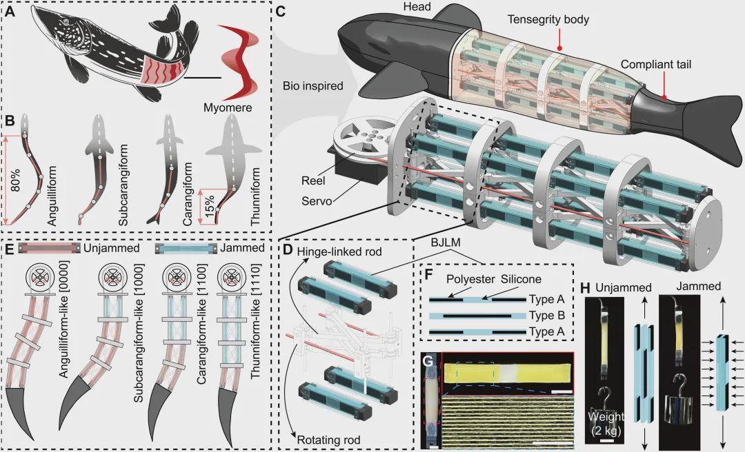  SA重磅！北大机器智能实验室这条机器鱼会变身，0.5秒从鳗鱼变金枪鱼(图6)