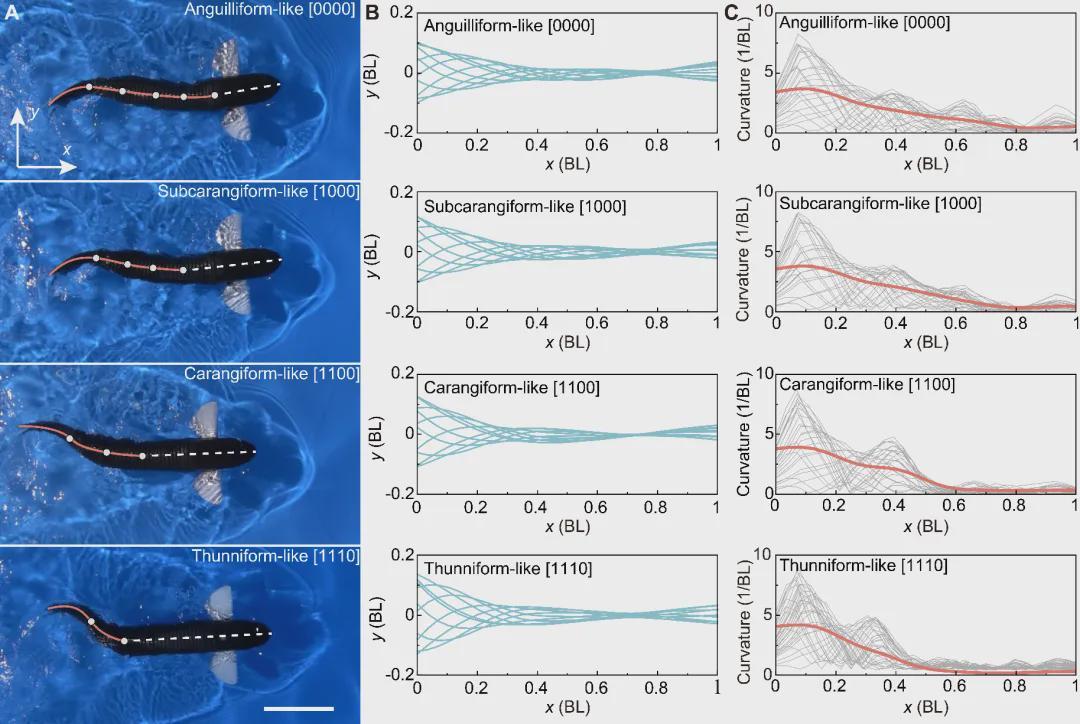  SA重磅！北大机器智能实验室这条机器鱼会变身，0.5秒从鳗鱼变金枪鱼(图10)
