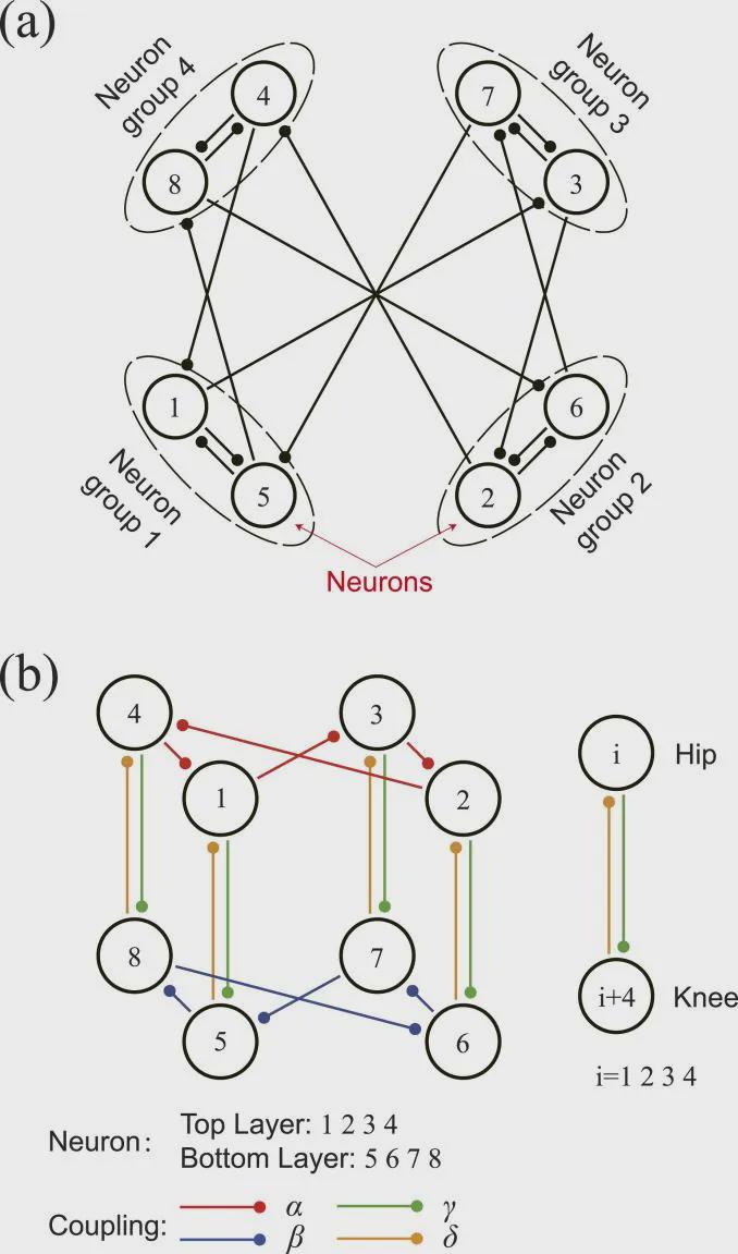 IJRR发表！浙大曲绍兴团队利用八神经元CPG破解四足机器人“步态困局”(图3)