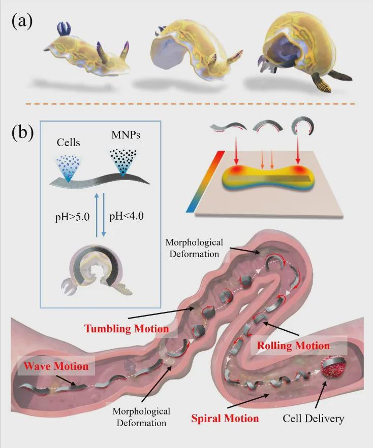 受海洋蛞蝓启发的微型“变形金刚”？北理工团队TRO发表双稳态软体微机器人，实现复杂狭缝地形自由穿梭！(图2)