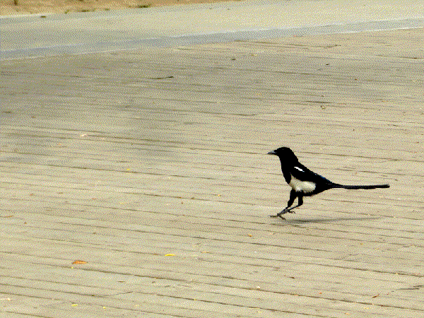  Nature发表！洛桑联邦理工学院×加州大学联合推出双足类鸟空中机器人RAVEN，集行走、跳跃、越障与跳跃起飞技能于一身！(图1)