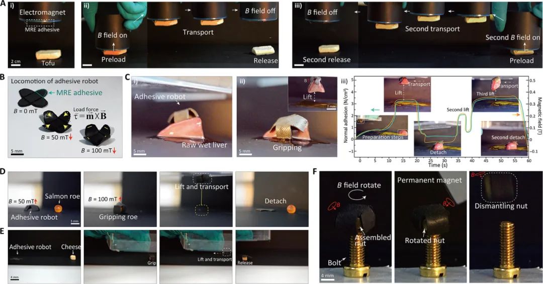  Science Advances发表！德国马克思普朗克智能系统研究所携手高丽大学等多所高校，联合推出可远程控制磁性粘合机器人！(图5)