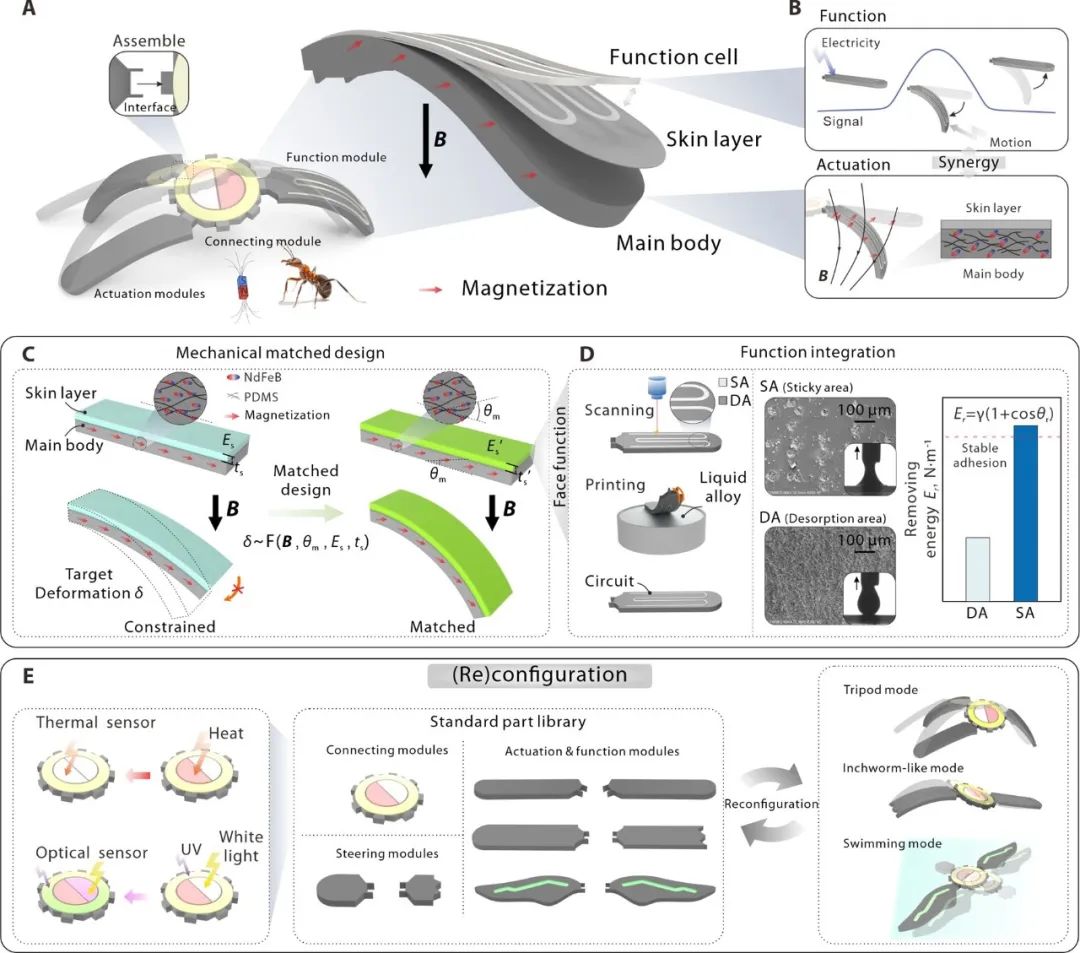 华中科技大学丁汉-吴志刚团队研究成果：驱感一体昆虫级软体机器人研究(图3)