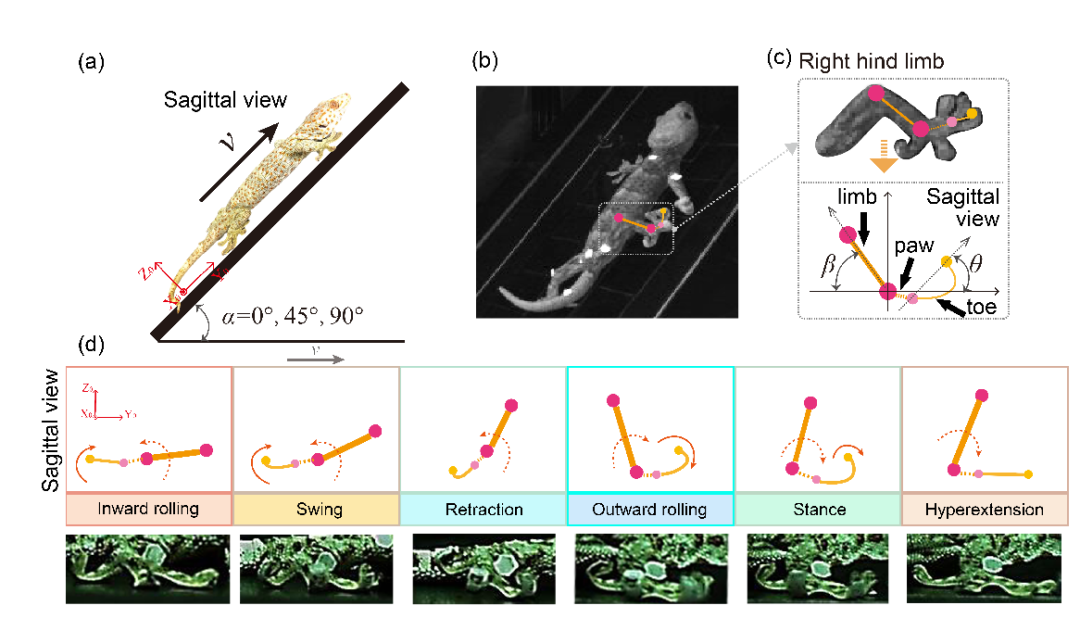 南航等高校团队研发新型壁虎机器人中枢神经控制策略(图3)