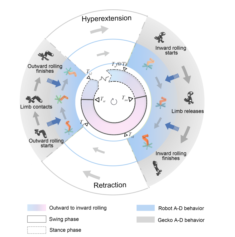 南航等高校团队研发新型壁虎机器人中枢神经控制策略(图4)