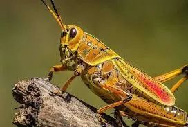 “有嗅觉”的机器人能闻出8种气味，灵敏度比普通设备高10000倍！(图4)