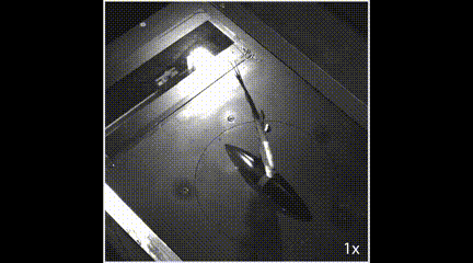 重大发现！仿生扑翼机破解飞行之谜：翅膀折叠和倾斜动作大大提升空气动力学效率！(图1)