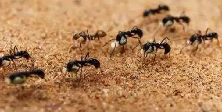 哈佛大学研发协同“越狱”的蚂蚁机器人，可应用于解决其他复杂问题(图1)